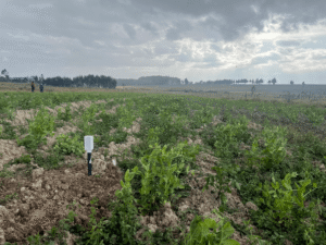 Smart agriculture in Kenya