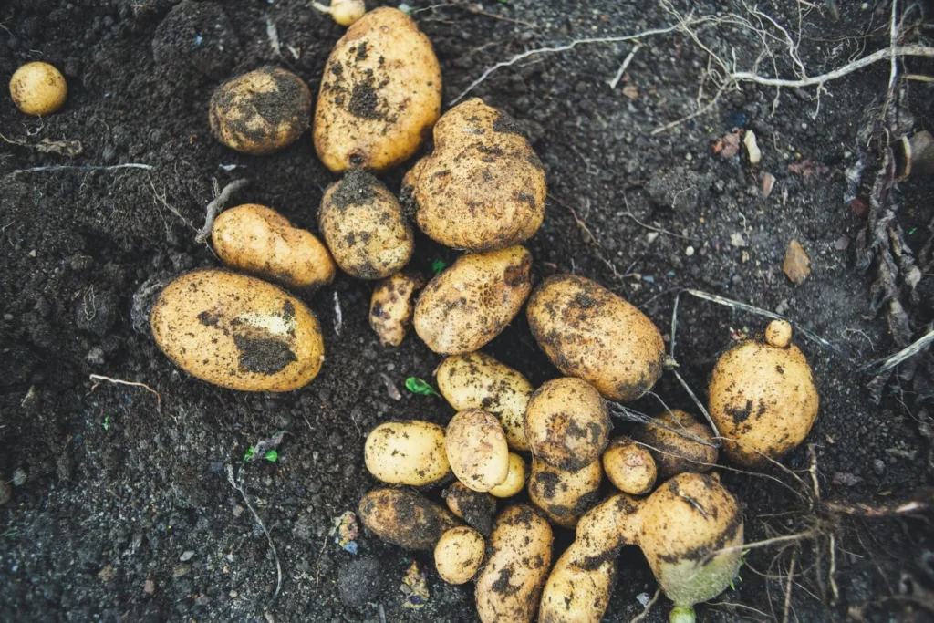 Picture of harvested potatoes in Kenya