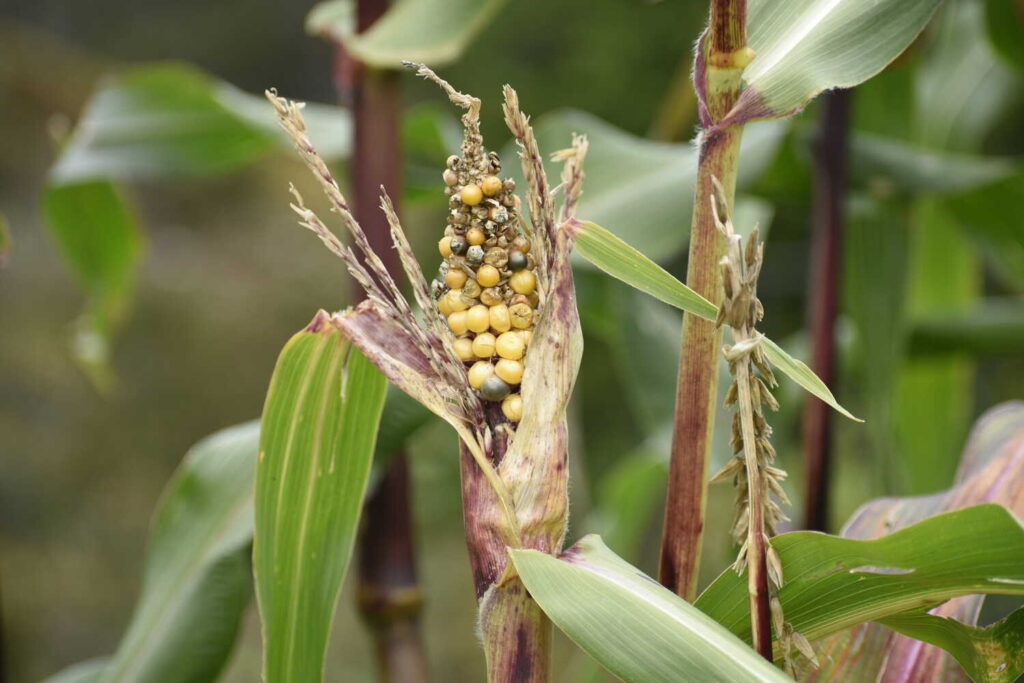 Maize with a disease