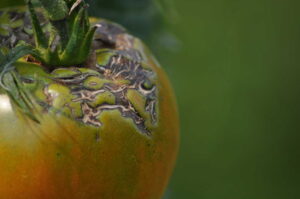 Image of tomato disease