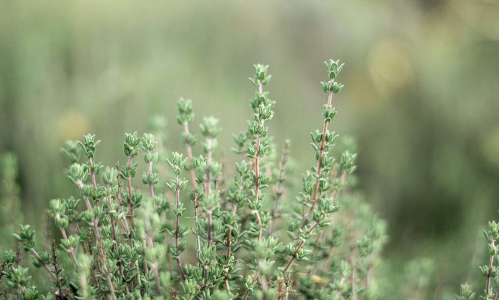 Picture of thyme