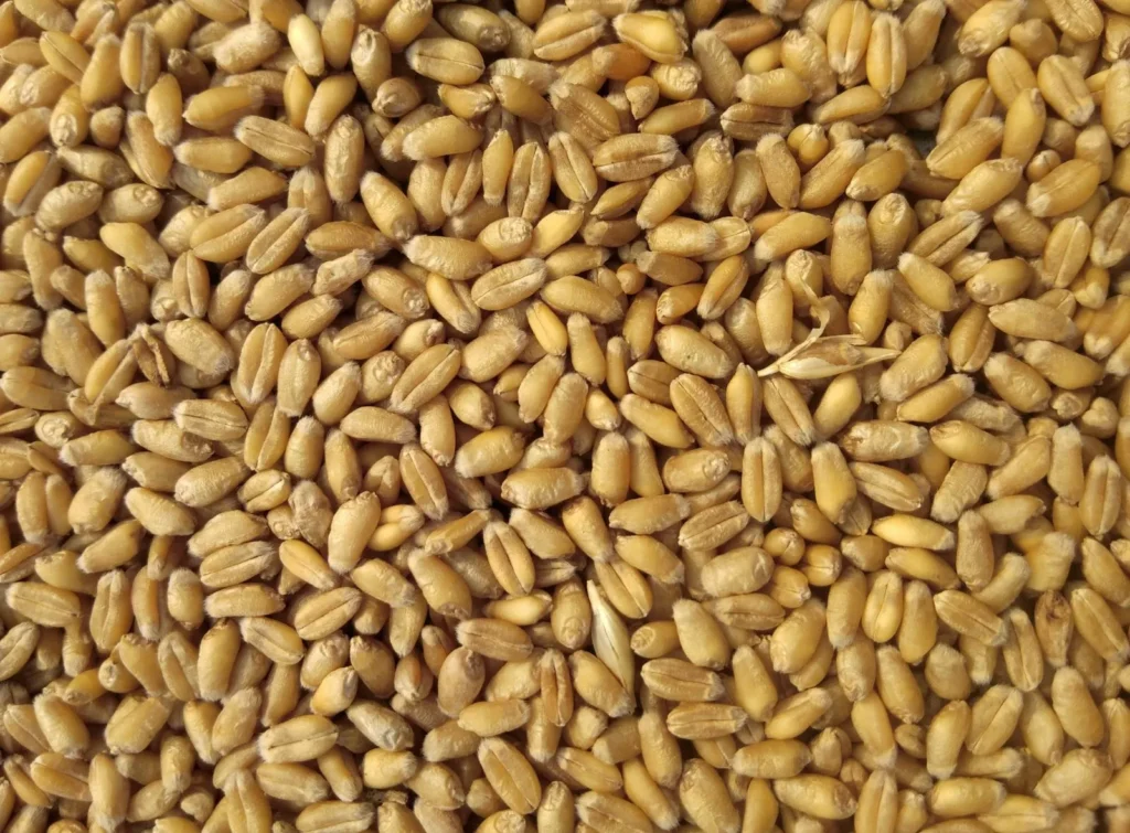 Examplary image of wheat