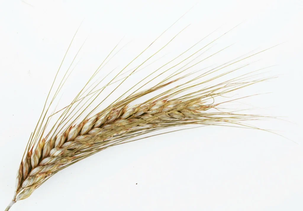 Header image of blog article about growing wheat in Kenya