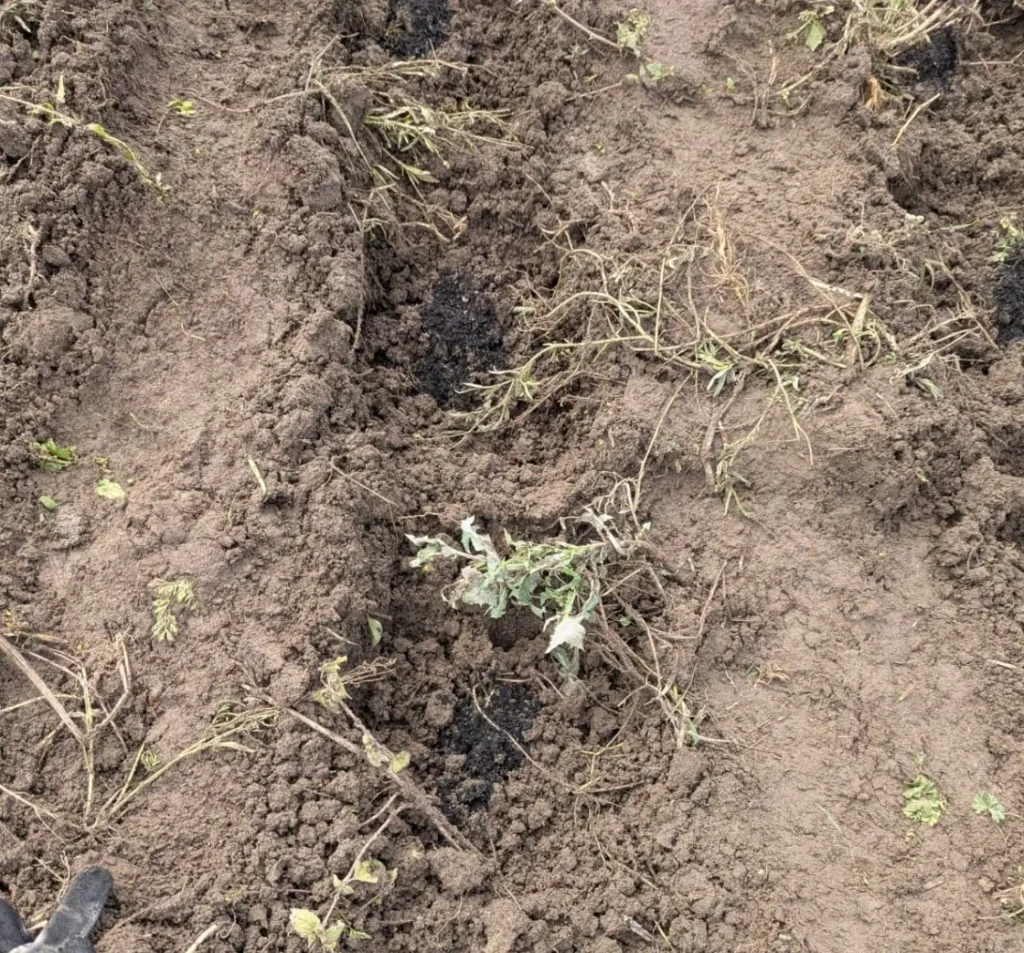 Image of fertilizer application