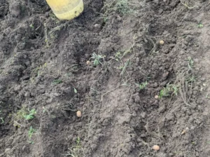 Potato planting with fertilizer